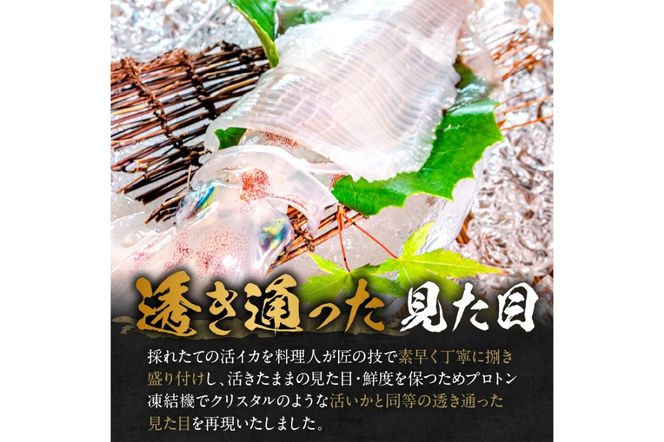 【先行予約】京丹後産『海の京都』の逸品！！　活白イカ姿造り（クリスタル白いか）大サイズ 1杯（300g前後）（2026年6月上旬～発送）　YK00538