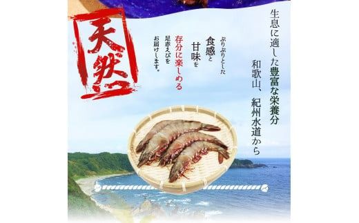  紀州和歌山産天然足赤えび540g（270g×2パック）化粧箱入 ※2025年11月末頃〜2026年1月下旬頃順次発送予定（お届け日指定不可）/  足赤 天然 おかず 【uot772A】