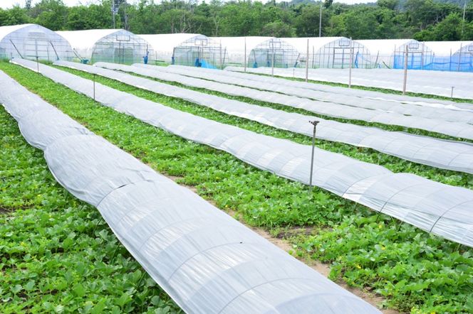 【先行予約】 年間生産量200玉の最上級メロン「新芳露-幻-」（2026年7月下旬～発送）　DE00168