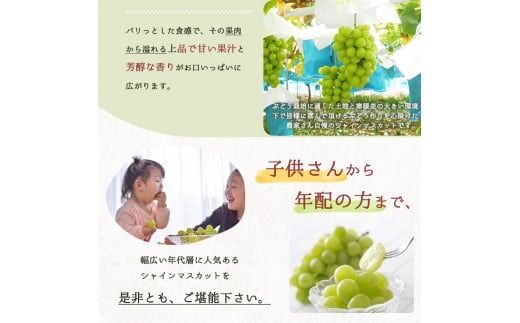 紀州和歌山産 シャインマスカット 約1kg ※2026年8月中旬頃〜2026年9月上旬頃発送 ※日付指定不可 ぶどう ブドウ 葡萄 マスカット 果物 くだもの フルーツ 人気【uot782】