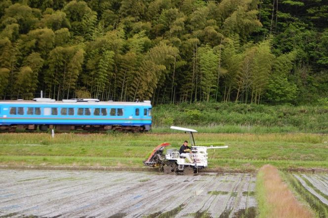 京都・網野郷産 特別栽培米コシヒカリ 精米10kg（2026年10月上旬～発送）特別栽培米 こしひかり 精米 ふるさと納税 米 ふるさと納税 コシヒカリ 白米 新米 令和8年産 生産者応援 農家応援 送料無料GG00008