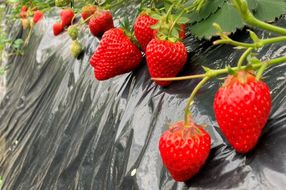 【先行予約／数量限定50】京都丹後産 桐箱入り贈答用完熟大粒いちご 300g（2026年1月中旬～発送）　UH00004