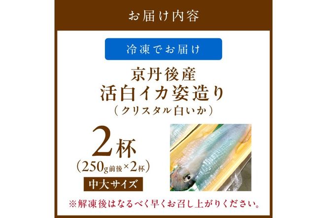【先行予約】京丹後産『海の京都』の逸品！！　活白イカ姿造り（クリスタル白いか）中大サイズ 2杯（250g前後）（2026年6月上旬～発送）　YK00537