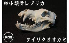  [8cm] 【タイリクオオカミ】 縮小頭骨レプリカ　 / 　レプリカ 標本 コレクション プラモデル 動物標本 頭骨レプリカ 狼 オオカミ フィギュア インテリア 模型 動物 博物館 骨格 ミニチュア 3Dプリント キーホルダー 【anf002A】