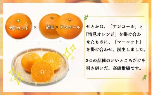  とろける食感！ジューシー柑橘 せとか 約3kg【予約】 ※2026年2月下旬頃〜2026年3月下旬頃発送(お届け日指定不可)/ せとか 果物 フルーツ くだもの みかん 【uot506A】
