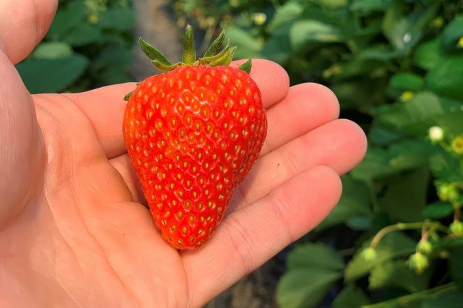 【先行予約／数量限定50】京都丹後産 桐箱入り贈答用完熟大粒いちご 300g（2026年1月中旬～発送）　UH00004