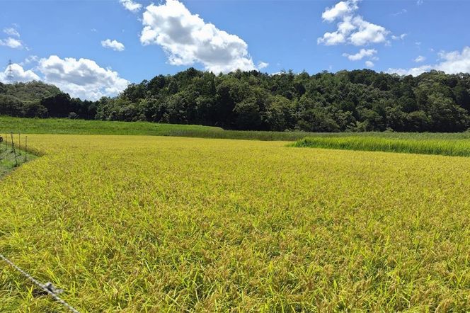 京都 丹後産コシヒカリ（玄米5kg） 農家直送 こしひかり お米 おこめ こめ ご飯 ごはん　MD00001