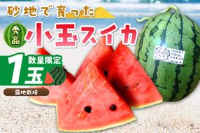 【先行予約／数量限定200】にしまるスイカ 秀品 1玉入り（露地栽培）（2026年7月中旬から発送）　FR00012