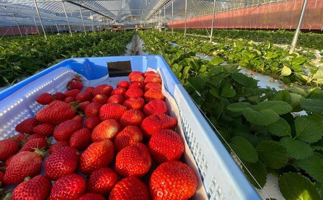 プレミアムオーガニックあまおう 「いせいちご」 スペシャルギフト【伊世いちご畑】_HA0480