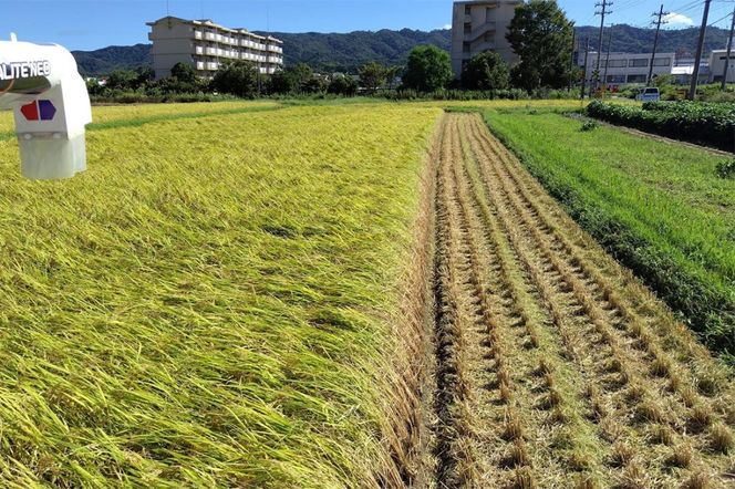 京都 丹後産コシヒカリ（玄米10kg） 農家直送 こしひかり お米 おこめ こめ ご飯 ごはん　MD00002
