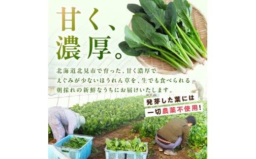 【予約：2026年6月中旬から順次発送】北海道北見産 朝採れ ほうれん草 1kg 200g×5袋 ( 新鮮 採れたて ホウレンソウ ほうれんそう ハウス栽培 )【164-0008-2025】