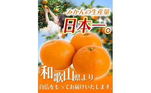 【2025年12月発送予約分】【家庭用】こだわりの有田みかん 約5kg＋250g(傷み補償分) ※サイズ混合 有機質肥料100% ※北海道・沖縄・離島配送不可  ＼光センサー選別 ! ／ 【農家直送】