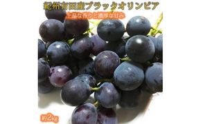 紀州有田産 ブラックオリンピア(ハチミツぶどう) 約2kg ※2026年8月中旬頃〜2026年9月上旬頃に順次発送予定 / ぶどう ブドウ 葡萄 フルーツ 果物 くだもの【uot005】