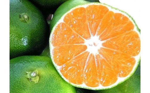 【2026年秋頃発送予約分】【農家直送】こだわりの青切りみかん 約5kg サイズお任せ 有機質肥料100%　※2026年9月下旬より順次発送予定（お届け日指定不可）/ミカン 蜜柑 柑橘 フルーツ くだもの 果物 【nuk150C】