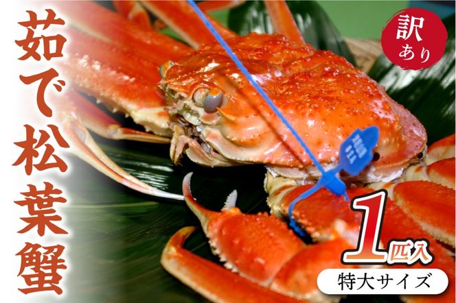 日本海産　ブランド蟹　 茹で松葉蟹 【訳あり】特大サイズ　matubakani1000　SS00126