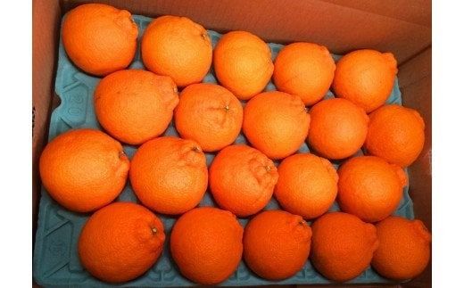  紀州有田産不知火(しらぬひ) 約5kg　※2026年2月中旬頃〜2026年3月中旬頃に順次発送予定(お届け日指定不可)/ みかん 蜜柑 フルーツ 果物 くだもの しらぬい【uot709A】