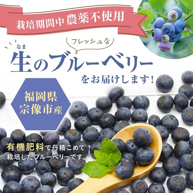 有機肥料で丹精込めて栽培した「ブルーベリー」1kg 栽培期間中農薬不使用 国産【JAほたるの里】_HA0273
