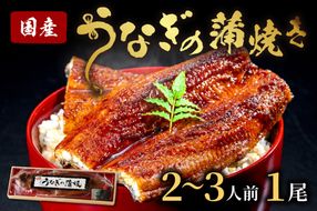 うなぎの蒲焼き2~3人前(1尾)　ウナギ 鰻 蒲焼 かばやき タレ 丑の日 ふるさと納税 うなぎ ふるさと納税 鰻 国産 ふるさと納税 惣菜 京都 AN00093