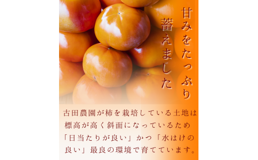 【☆令和7年産☆先行予約】【秀品】紀美野町産 富有柿 約5kg(12個～15個入り)【2025年11月中旬～12月上旬に順次発送致します。】/ 和歌山県 紀美野町 カキ 柿 甘い 美味しい 5kg  