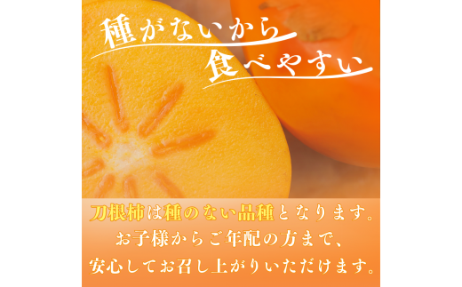 【☆令和7年産☆先行予約】たねなし柿 刀根柿【秀品】約4kg【2025年9月下旬～10月上旬に順次発送致します。】/ 和歌山県 紀美野町 2L～4L 種なし カキ 柿 かき 刀根 【frt001A】