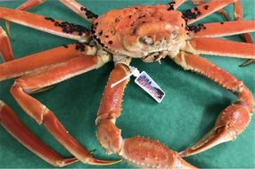 日本海冬の味覚！茹で松葉ガニ800g前後×1　SK00197