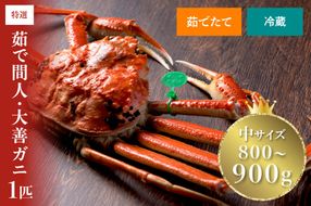 【蟹の匠 魚政】京丹後市産 未冷凍 茹で間人ガニ大善ガニ 特撰 中サイズ（800～900g）1匹(2026年1月～発送)　UO01393