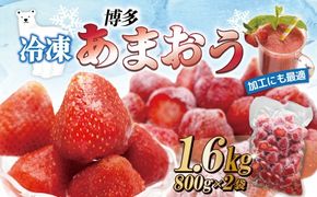 急速冷凍！人気のあまおう 冷凍いちご　福岡県特産品　大容量 1.6kg【JAほたるの里】_HA1513