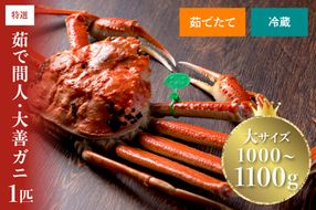 【蟹の匠 魚政】京丹後市産 未冷凍 茹で間人ガニ大善ガニ 特撰 大サイズ（1000～1100g） 1匹(2026年1月～発送)　UO01395