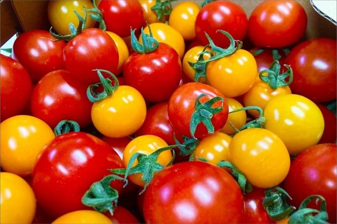 	【先行予約】京都・まつみやファームの京都の野菜秋冬セット（5品）（2025年11月上旬〜発送）　MY00002