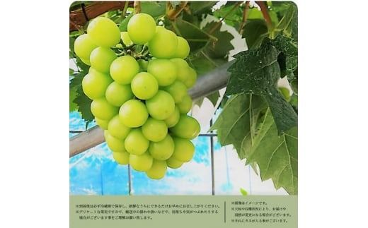 紀州和歌山産 シャインマスカット 約1kg ※2026年8月中旬頃〜2026年9月上旬頃発送 ※日付指定不可 ぶどう ブドウ 葡萄 マスカット 果物 くだもの フルーツ 人気【uot782】