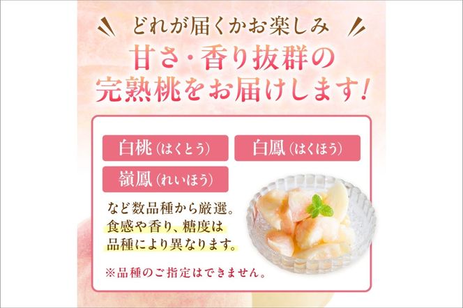 【先行予約】京丹後産 桃 2kg（6～12玉）（2026年7月下旬～発送）　BF00005