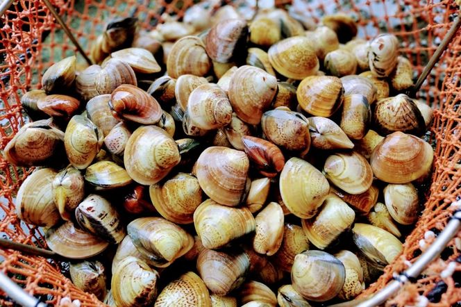 畜養活はまぐり 1.5kg　MN00055