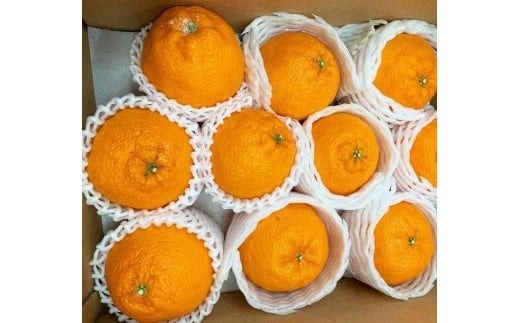  果肉プリプリ♪ 完熟紀州デコ(不知火) 約3kg　※2026年2月下旬頃〜2026年3月中旬頃に順次発送予定(お届け日指定不可) / 果物 フルーツ くだもの ミカン 不知火 デコポン 【uot70
