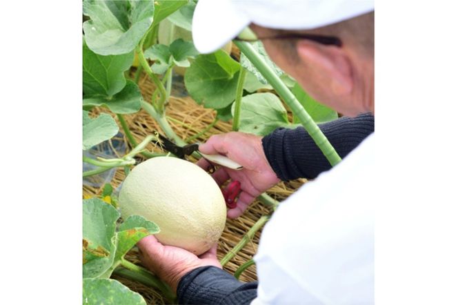 【先行予約】 年間生産量200玉の最上級メロン「新芳露-幻-」（2026年7月下旬～発送）　DE00168