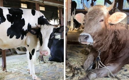 牛飼いのジェラートセット 12種詰め合わせ / 無添加 スイーツ ジェラート シャーベット アイスクリーム 卵 小麦粉不使用 手作り プレセント お土産 贈り物 ギフト お取り寄せ 【狩野牧場】