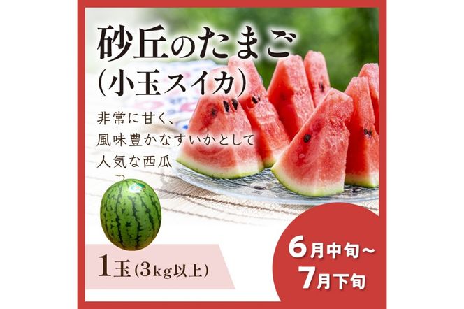 JA京都がおすすめする京丹後フルーツ定期便～砂姫コース～（2026年6月中旬～発送） 京のブランド産品 メロン めろん 梨 なし ナシ スイカ 西瓜 すいか 国産 砂丘 甘い 高糖度 高級 期間限定 ふるさと納税 フルーツ 先行予約 お取り寄せ 農協　JK00041