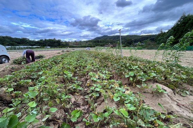 【先行予約／数量限定】京丹後産 土付き 紅はるか（さつまいも） 5kg（2026年11月上旬～発送）　HF00014