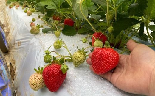 オーガニック冷凍あまおう 「いせいちご」 2kg (500g×4パック)【伊世いちご畑】_HA1316