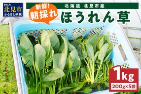 【予約：2026年6月中旬から順次発送】北海道北見産 朝採れ ほうれん草 1kg 200g×5袋 ( 新鮮 採れたて ホウレンソウ ほうれんそう ハウス栽培 )【164-0008-2025】