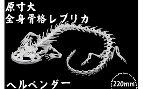 【ヘルベンダー】 原寸大 全身骨格レプリカ　/　レプリカ 標本 コレクション プラモデル 実物大 動物標本 骨格レプリカ オオサンショウウオ フィギュア インテリア 模型 動物 両生類 爬虫類 博物館 骨格 頭蓋骨 ミニチュア オブジェ 3Dプリント 【anf005A】