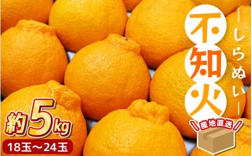 [先行予約] ＼ みかんの名産地 和歌山県産/ 農家直送 不知火 約5kg(18〜24玉) ひとつひとつ手選別で厳選[2026年2月中旬頃発送予定]/ みかん 果物 くだもの フルーツ[hdm002A