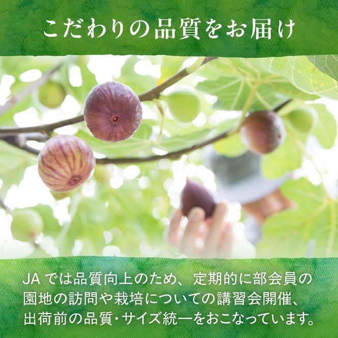 【寄附額改定！】プレミアムいちじく とよみつひめ　1.2kg【JAほたるの里】_HA0278