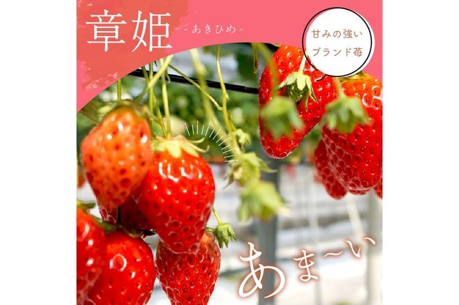 【京丹後産いちご章姫】農園直送便！新鮮大粒いちご 2パック ギフト箱入り／北畿水産　HK00159