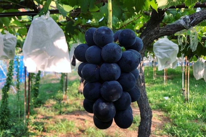 【先行予約】黒ぶどう詰め合わせ（1.5kg以上／3～4房）（2026年8月上旬～発送）　SF00035