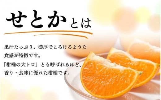  とろける食感！ジューシー柑橘 せとか 約3kg【予約】 ※2026年2月下旬頃〜2026年3月下旬頃発送(お届け日指定不可)/ せとか 果物 フルーツ くだもの みかん 【uot506A】
