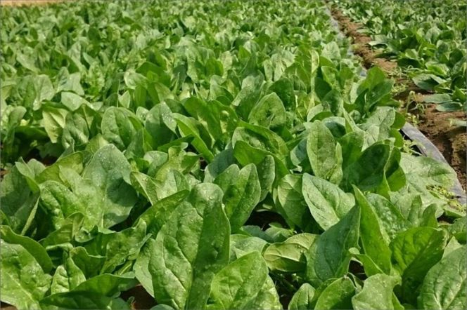 	【先行予約】京都・まつみやファームの京都の野菜秋冬セット（5品）（2025年11月上旬〜発送）　MY00002