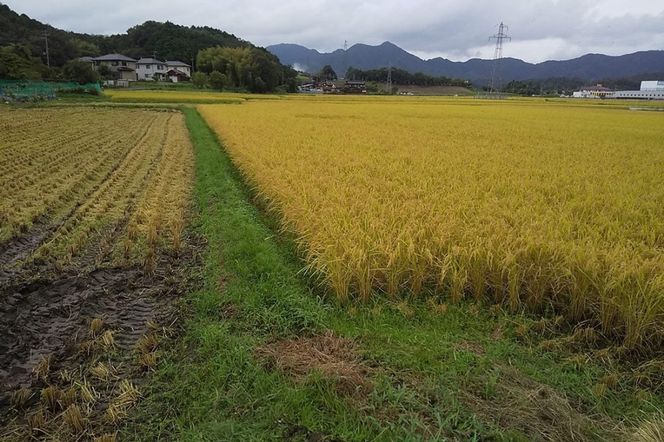 京都 丹後産コシヒカリ（玄米10kg） 農家直送 こしひかり お米 おこめ こめ ご飯 ごはん　MD00002