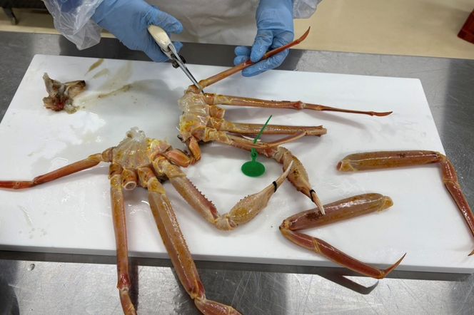 蟹しゃぶセット（本ズワイガニ900g～1kg×1杯分／蟹味噌付き・カニだし付き）　NJ00009