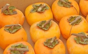  【お試し用】吊るし柿用たねなし渋柿（T字枝または吊るしクリップ付）1.5～2ｋｇ（9～12玉）Ted /柿 フルーツ たねなし 渋柿 吊るし渋柿 干し柿 あんぽ柿 お試し 【art017B】