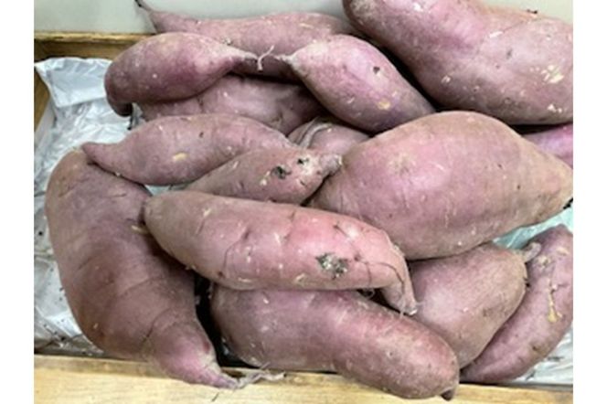 乙姫玉手箱　特製　ほし芋(130g×3袋)　京丹後産紅はるか使用　OT00001